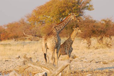 Etoşa Ulusal Parkı, Namibya 'da Afrika zürafası