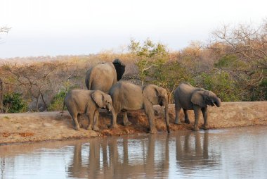 Filler Kruger National Park, Güney Afrika