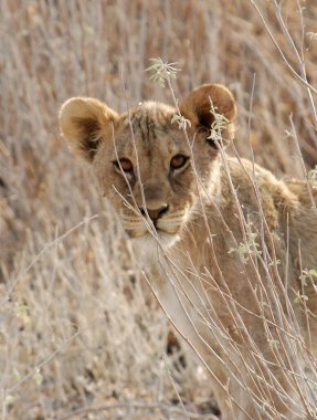 Kenya savanındaki aslan