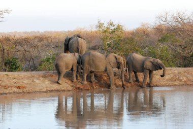 Afrika fili Güney Afrika 'daki Kruger Ulusal Parkı' ndaki su birikintisinde bir su birikintisinde.