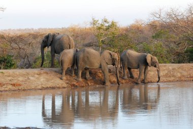 Su birikintisinde su içen filler.