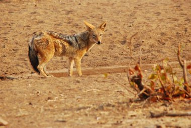 young wild jackal in the desert.