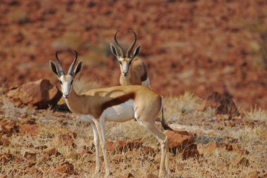 a beautiful shot of a white and red antelope in the desert