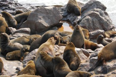 Kayadaki deniz aslanı, Kaliforniya