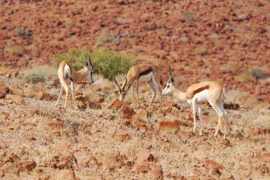 Afrika çölünde vahşi Afrika antilopları.