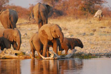 Afrika fili Kruger Park, Güney Afrika