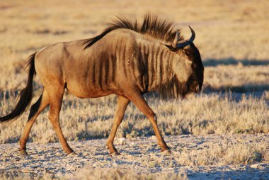 Tarlada yürüyen genç bir dişinin güzel bir fotoğrafı.