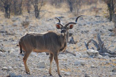 Afrika savanındaki büyük bir Afrika fili.