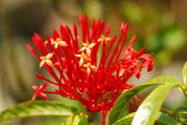 Bahçedeki güzel kırmızı çiçek