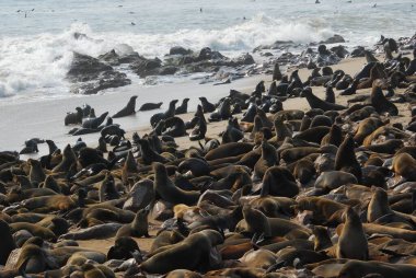Koloni ve namibya mühürleri olan koloni.