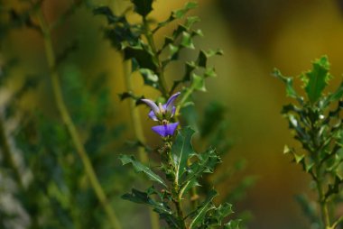 Güzel botanik fotoğrafı, doğal duvar kağıdı.
