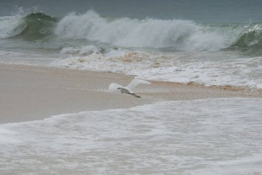 Martı gökyüzünde uçuyor.