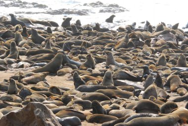 Plajı mühürleyin.