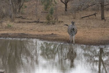 Afrika zebrası Güney Afrika 'daki Kruger Ulusal Parkı' nda.