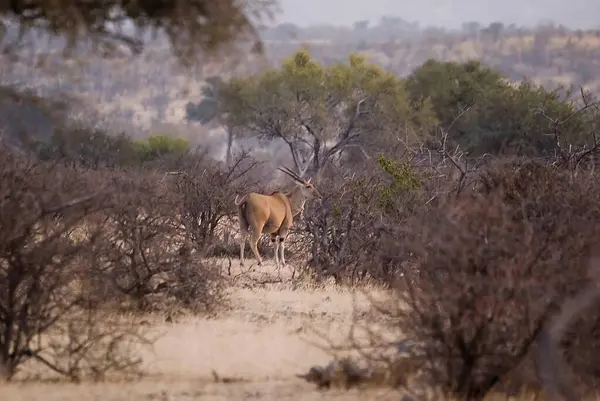 Genç boğa vahşi doğada