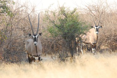 Vahşi hayvanlar, Afrikalı hayvanlar.