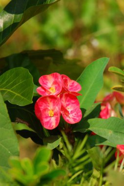 Bahçedeki güzel çiçekler