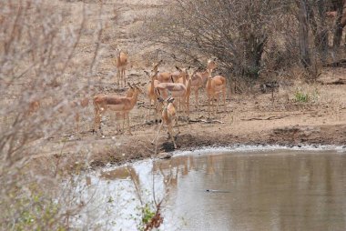 Ormandaki güzel bir geyik resmi.