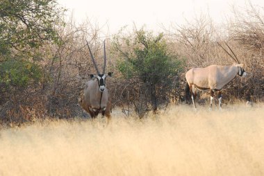 Afrika savanasının güneyindeki Kruger parkındaki Afrika antilobu.
