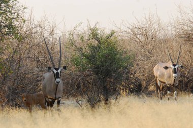 Bir zebra sürüsü savanadaki Afrika savanasında savanda koşuyor.