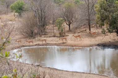 Vahşi geyik ormanda yürüyor. Vahşi yaşam tehlikelidir..