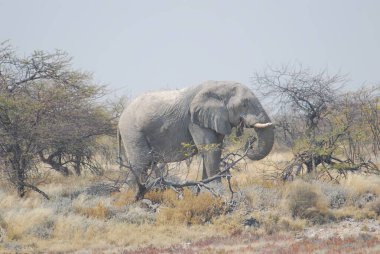 Afrika bozkırlarında, kuru çimlerde yürüyen bir fil.
