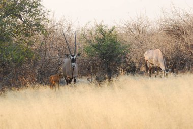 Kenya 'daki savanada Afrika bufalosu