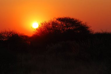 Savananın ortasında, bir ağacın ortasında güzel bir gün batımı.
