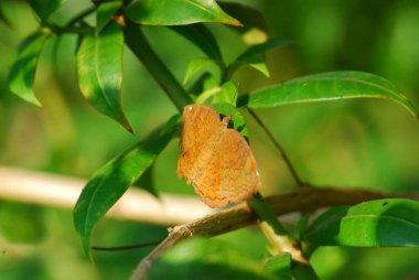 Bahçedeki güzel bir kelebeğe yaklaş