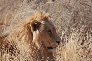 Kenya savanındaki aslan