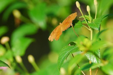 Kelebek yaprakta ve doğa arka planında