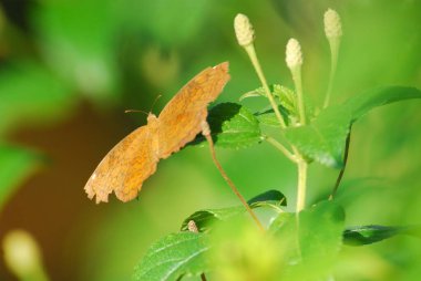 Yaprağın üzerinde kelebek