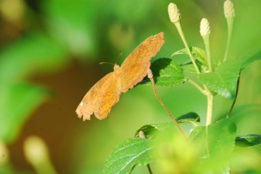 yaprak güzel kelebeği