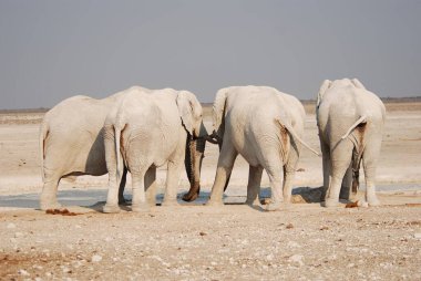 Namibya 'daki kumlu sahilde yürüyen bir grup fil..
