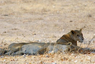 Afrika savanındaki aslanlar