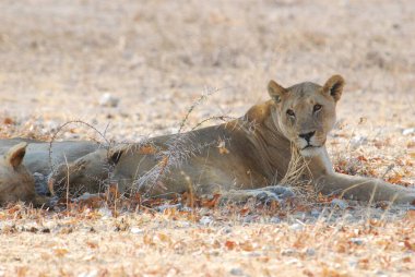 Kenya bozkırında dişi aslan.