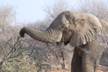 Afrika fili Kruger Ulusal Parkı, Afrika