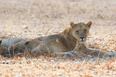 Kuru çimlerde dişi aslan.