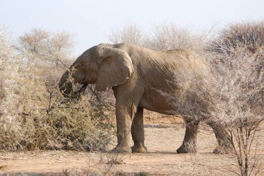 Savanadaki fil, Afrika