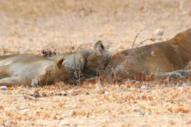 Güney Afrika 'daki Kruger Ulusal Parkı' nda aslan var.