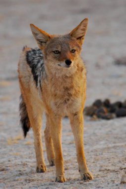 Çöldeki vahşi kızıl tilki