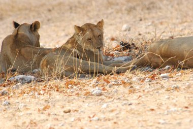 Savanadaki bir grup aslan.