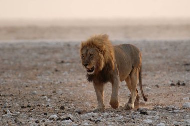 Kenya savanındaki aslan