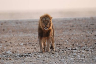Namibya 'daki vahşi aslan