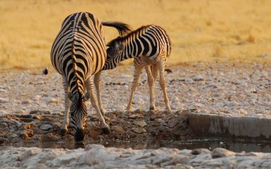 Savanadaki Afrikalı zebralar