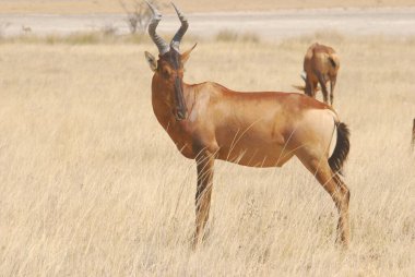 Afrika 'daki vahşi geyikler
