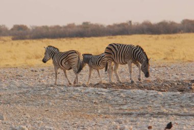 Zebra savana üzerinde