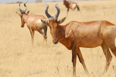 Kenya bozkırında boynuzlu erkek antiloplar