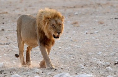 Namibya bozkırında bir aslan