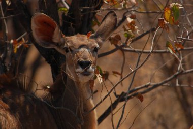 Ormanda bir geyiğin yakın çekimi.
